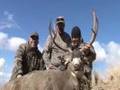 HIgh Country Mule Deer