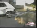 berbec-nebun