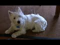 israel+invasion+of+gaza+discussed--while+puppy+cutes+it+up
