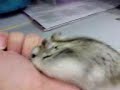 Hammies fun