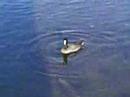 A Coot in Burnaby Lake