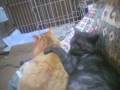 videos de コタツ大好き兄弟猫とチワワ　Brother's cat and chihuahua