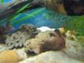 Alligator Snapping Turtle EATING CHICKEN BREAST