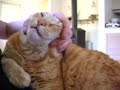 The hypnotized cat