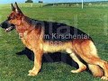 GERMAN SHEPHERDS HISTORY by Eduardo Durán Haedo GERMAN SHEPHERDS HISTORY by Eduardo Durán Haedo