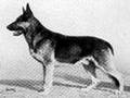GERMAN SHEPHERDS HISTORY by Eduardo Durán Haedo