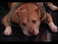 mas vale tarde con alex cambert   entrevista a cesar millan