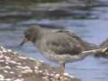 videos de PLAYERO DE LAS ROMPIENTES (Aphriza virgata)