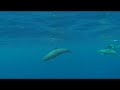 Dauphins � la pointe des p�cheurs, tahiti 2008