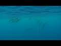 videos de Dauphins à la pointe des pêcheurs, tahiti 2008