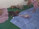 puppy2 for mom puppy2 for mom