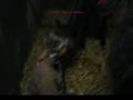 videos de Zilver ik mis you