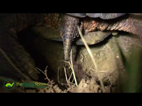 YouTube reptile video