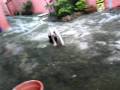 videos de D1215 1843