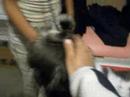 Showmanship Training with Sparki