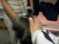 Showmanship Training with Sparki