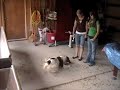 Funny Dogs - Light Chaser