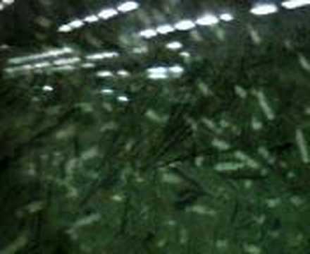 ?????? fossils market in Liaoning of ...
