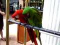 Lovebirds at the Weston Maui 2