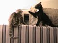 My 2 cats play king of the mountain