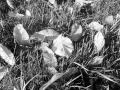 black & white summer 07