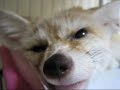 Humming of fennec fox