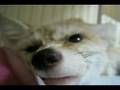 Humming of fennec fox