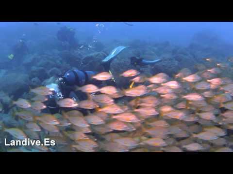 LANDIVE.ES - Inmersion en Los Gigantes 14 8 2010
