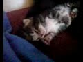 7 Day old Kitten - Yawning and Squeeking
