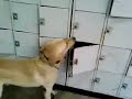 Train Your Dog - Learn From The Pros