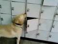 Train Your Dog - Learn From The Pros