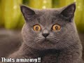 Yay it is caturday! I can has...