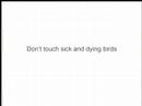 iwas bird flu_thirsty