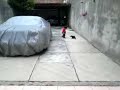 jugando con el babau