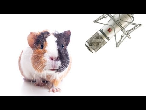 Pet Interviews - Guinea Pig (teaser)