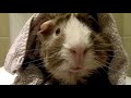 1000 pets were interviewed by Pets Add Life. Conclusion: Pets need a pal to talk to. See the rest on PetsAddLife: youtu.be Footage of Rory submitted by minipigsDOTcom