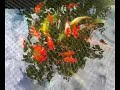 Mixed Koi Goldfish in a Raised pond in the UK