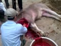 giet mo trau bo VIDEO0039.3gp - YouTube