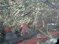 Van Gilst Farms Downed corn reel 2