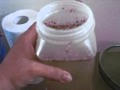 How to sprout bird seed - for healthy happy parrots!