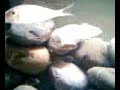 180G Tanganyikan Aquarium pt 2