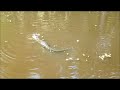 Click here to watch this video Swamp Tour Torres Swamp Tours