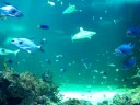 Kennedy Australia - Sydney Aquarium Sharks