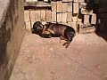 TODOS OS C�ES MERECEM O C�U