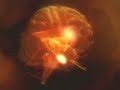 Emotions in the brain