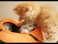 bébés chatons persans bébés chatons persans