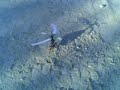 this is my fly level in open environment. i�m beginner yet, but i�m begin to enjoy flying without crashes.

ff7
3800 esky motor
gyro esky hh
1350 20c megapower