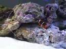 75 gallon Saltwater in Dorm Room