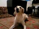 #2 Why you should never wet a Saluki or feed i after midnigh