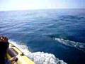 Dream Wave